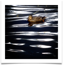 Duck - Alan Taylor.jpeg